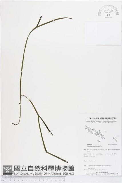 垂枝松葉蕨藏品圖，第1張