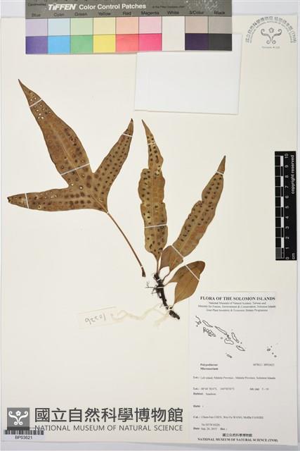 登錄號:BP03621藏品圖，第1張