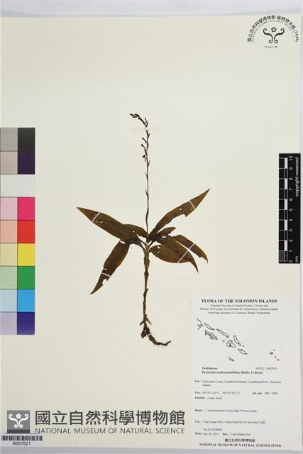 登錄號:BS07621藏品圖，第1張