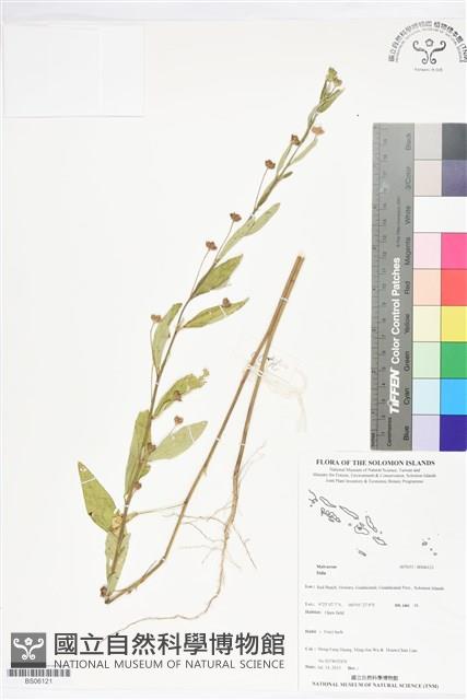 登錄號:BS06121藏品圖，第1張