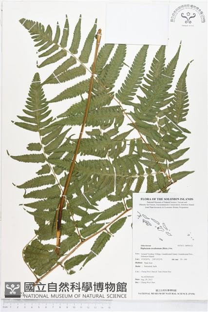 過溝菜蕨藏品圖，第1張