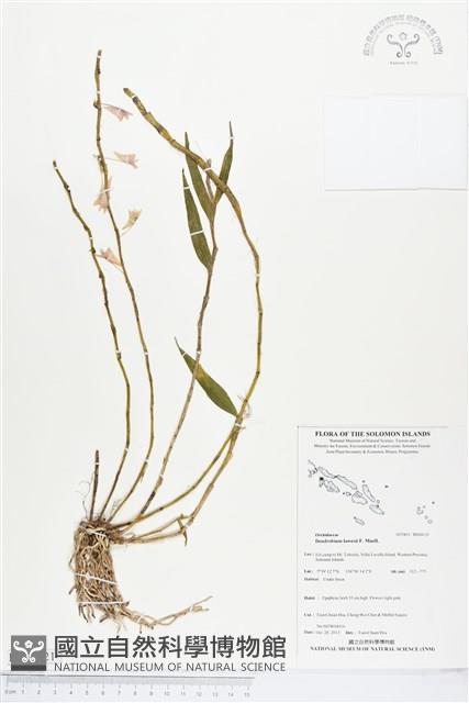 登錄號:BS04121藏品圖，第1張