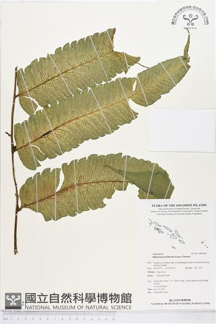 多生菜蕨藏品圖，第1張