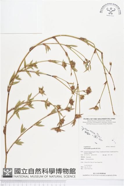 筆花豆藏品圖，第1張