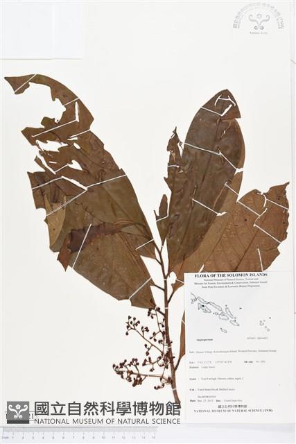 登錄號:BS04421藏品圖，第1張