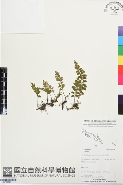 Accession Number:BP03421 Collection Image