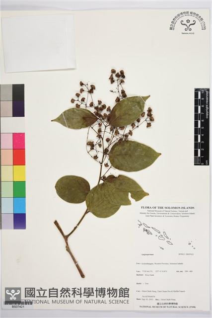 登錄號:BS07421藏品圖，第1張