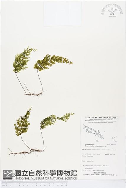 細葉蕗蕨藏品圖，第1張