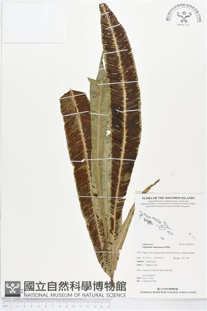 登錄號:BP00221藏品圖，第1張