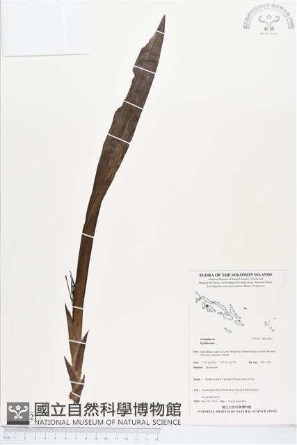 登錄號:BS04221藏品圖，第1張