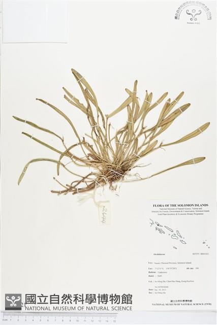 登錄號:BS03221藏品圖，第1張