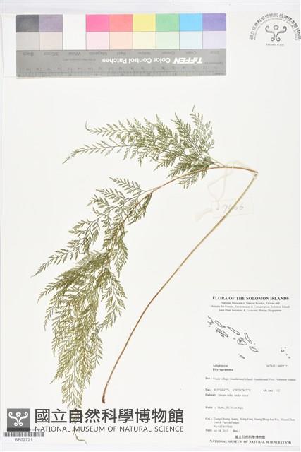 登錄號:BP02721藏品圖，第1張