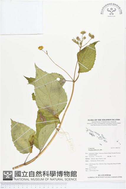 雙花蟛蜞菊藏品圖，第1張