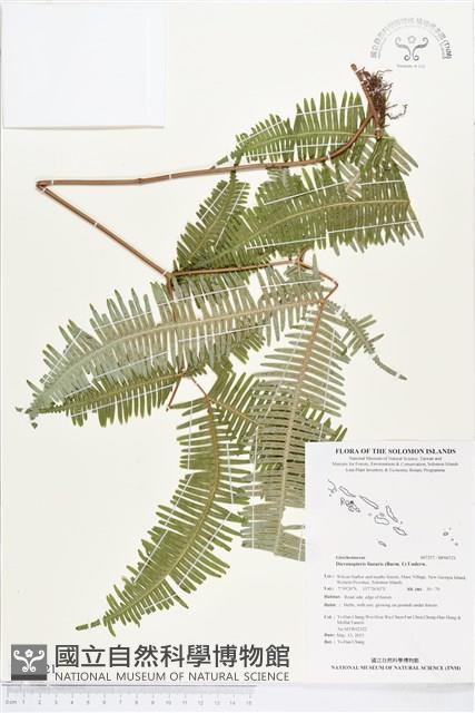 芒萁藏品圖，第1張