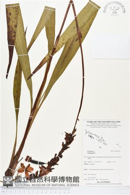 登錄號:BS03721藏品圖，第1張