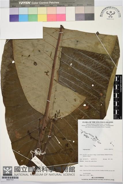 登錄號:BS07721藏品圖，第1張