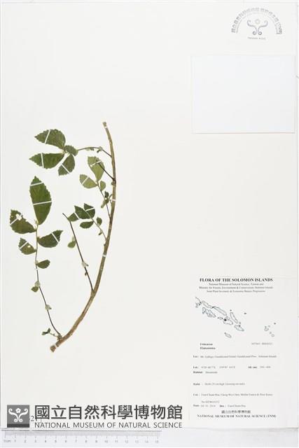 登錄號:BS04521藏品圖，第1張