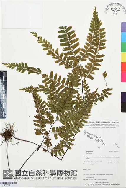 登錄號:BP03521藏品圖，第1張