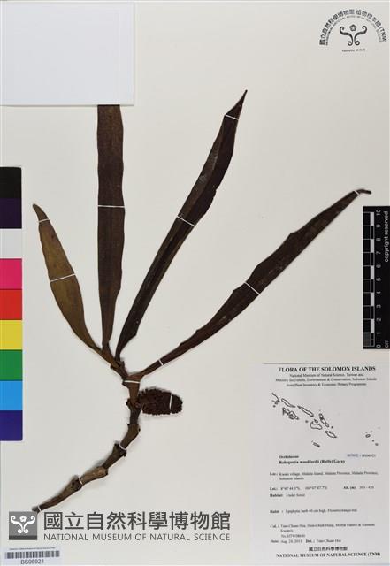 登錄號:BS06921藏品圖，第1張