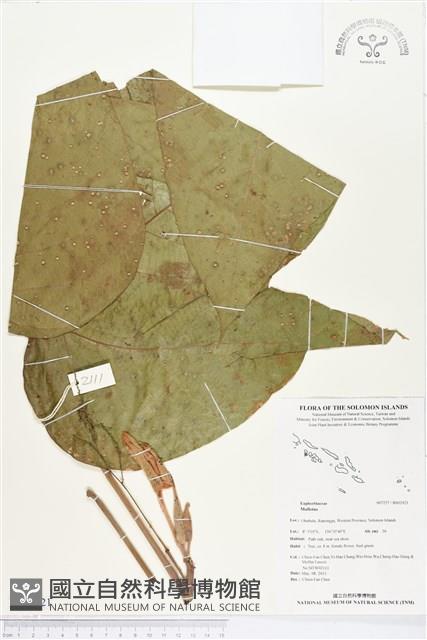登錄號:BS02921藏品圖，第1張