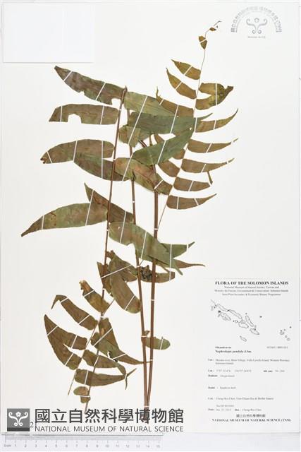 登錄號:BP01921藏品圖，第1張