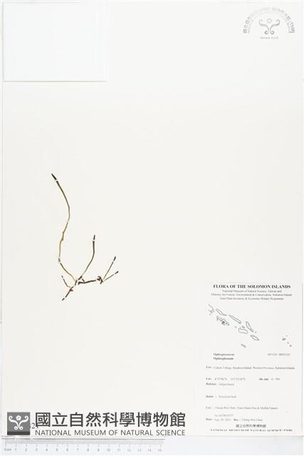 登錄號:BP01321藏品圖，第1張