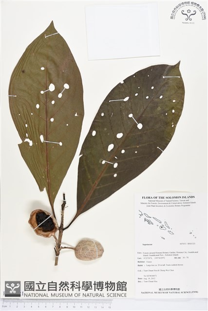 登錄號:BS01321藏品圖，第1張