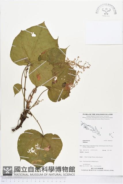 登錄號:BS04321藏品圖，第1張