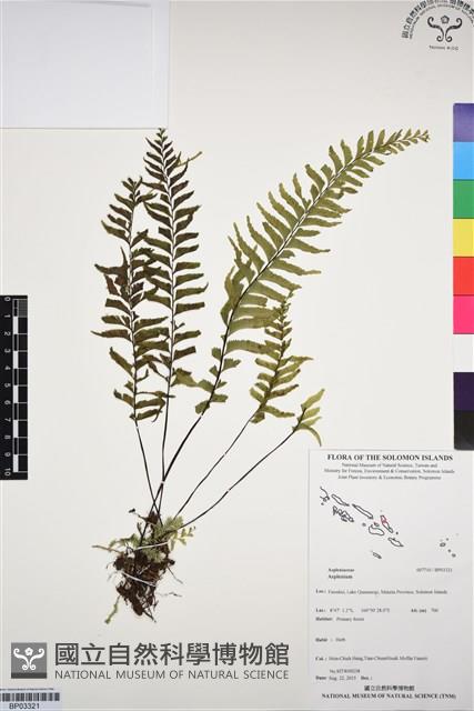 登錄號:BP03321藏品圖，第1張