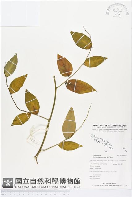 守宮木藏品圖，第1張