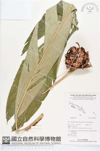 登錄號:BS02881藏品圖，第1張