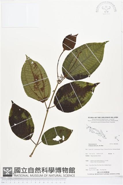 毛野牡丹藏品圖，第1張