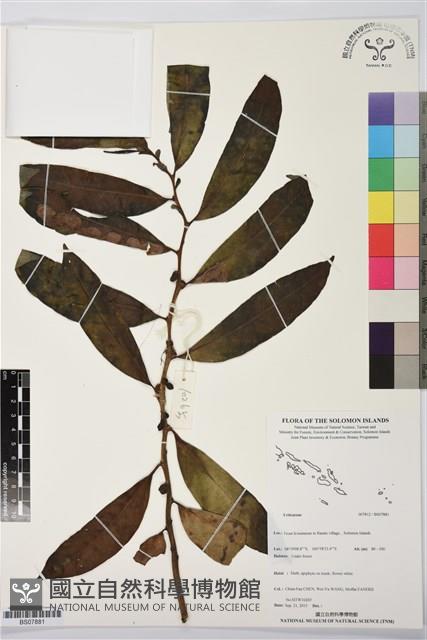 登錄號:BS07881藏品圖，第1張