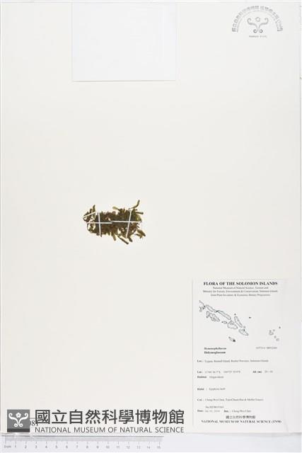 登錄號:BP02081藏品圖，第1張