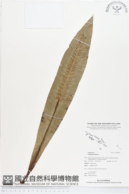 臺灣山蘇花藏品圖，第1張