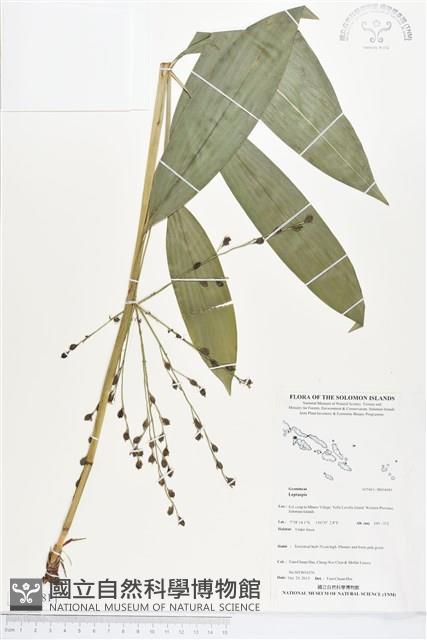 登錄號:BS04081藏品圖，第1張