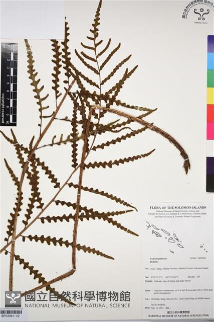 登錄號:BP03081藏品圖，第1張