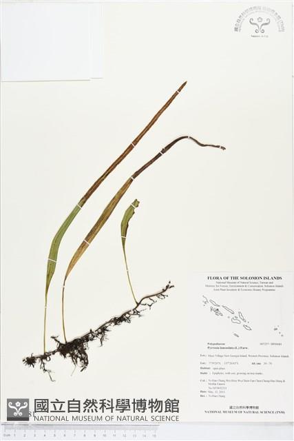 抱樹石葦藏品圖，第1張