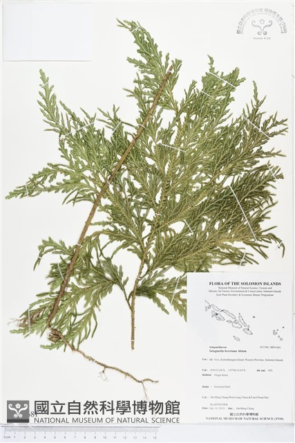 登錄號:BP01681藏品圖，第1張