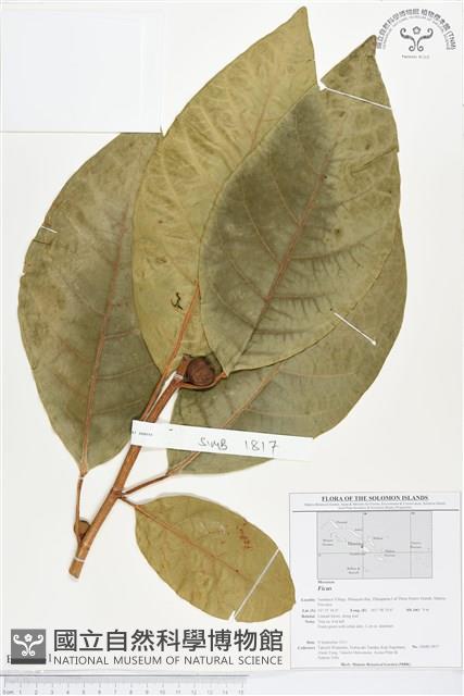 登錄號:BS01681藏品圖，第1張