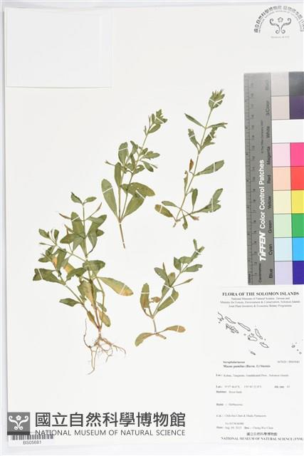 通泉草、六角定經草藏品圖，第1張