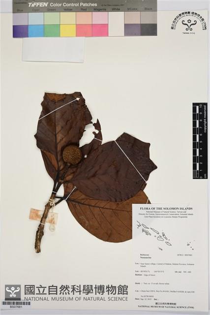 Accession Number:BS07681 Collection Image