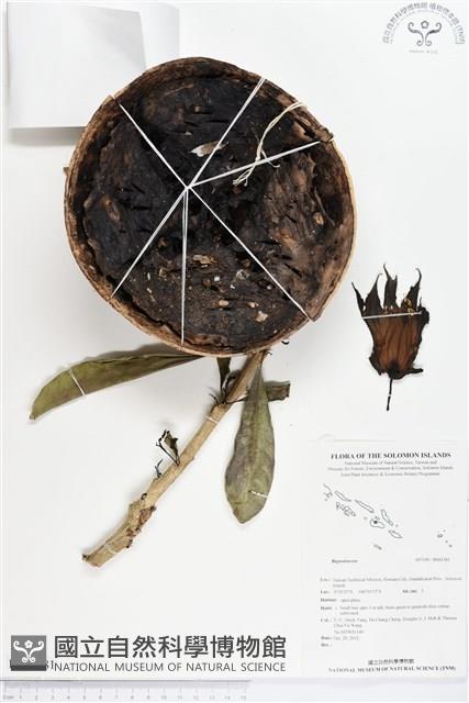 登錄號:BS02181藏品圖，第1張