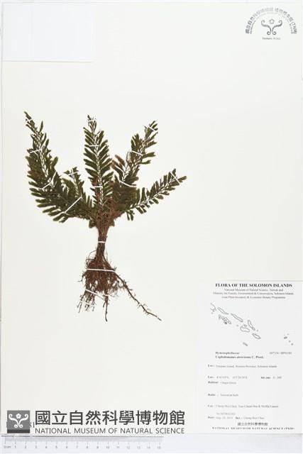 登錄號:BP01181藏品圖，第1張