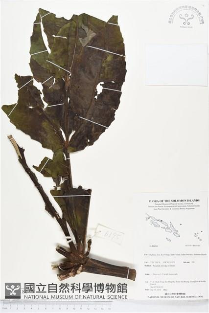 登錄號:BS05181藏品圖，第1張