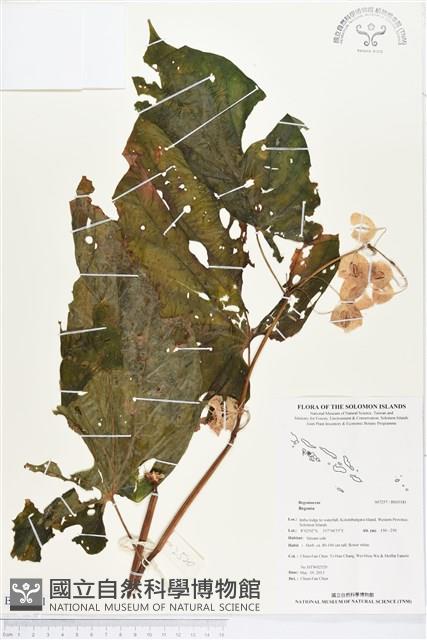 登錄號:BS03181藏品圖，第1張