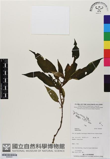 登錄號:BS06481藏品圖，第1張