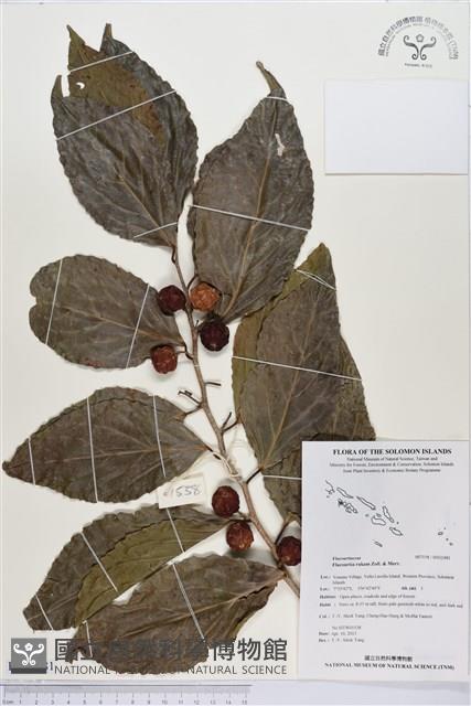 羅庚果藏品圖，第1張