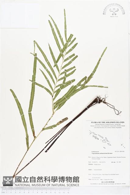 登錄號:BP01481藏品圖，第1張