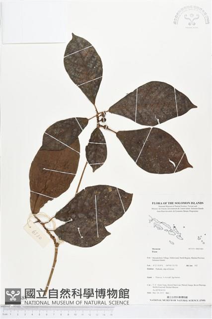 登錄號:BS05481藏品圖，第1張